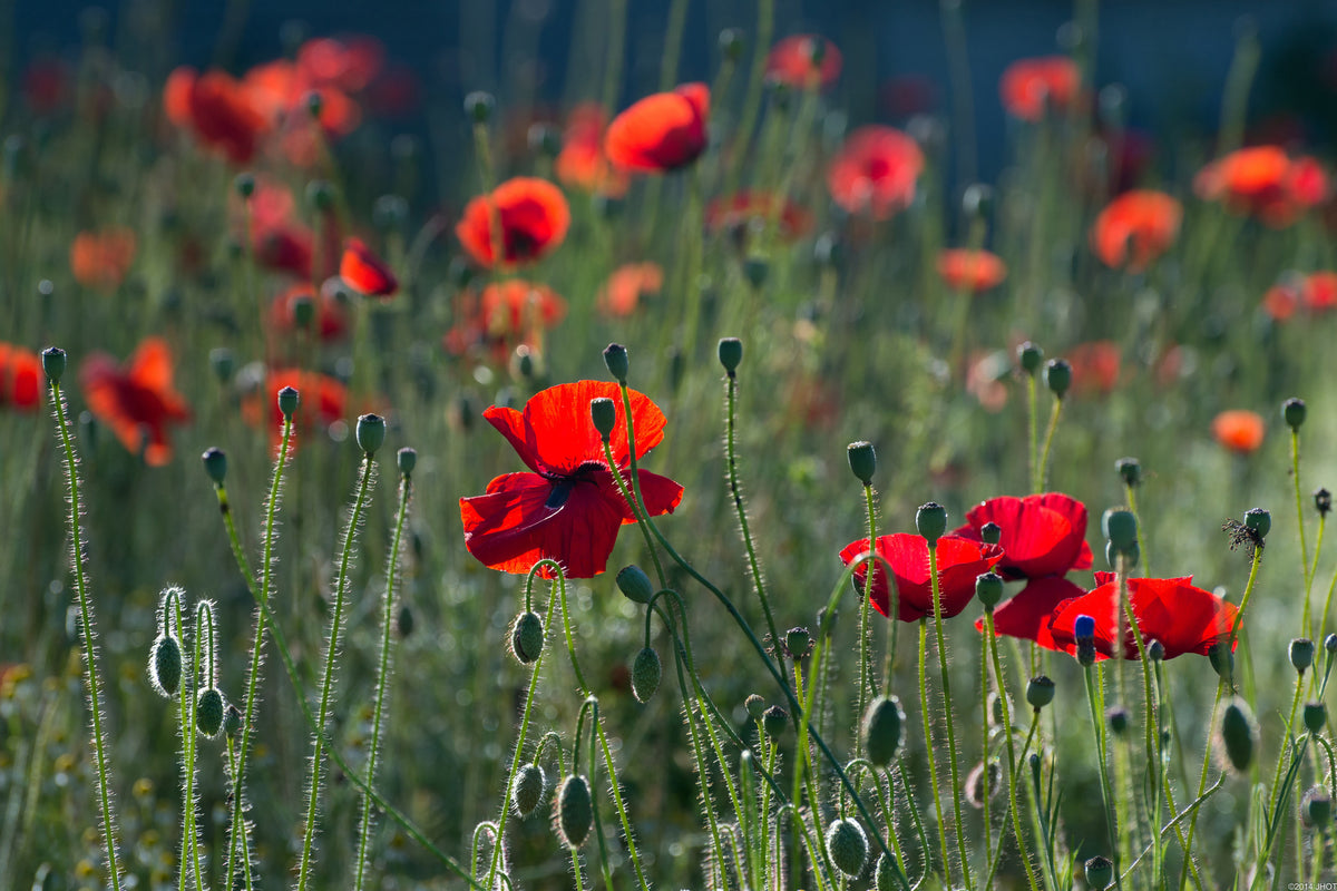 modern-3-piece-acrylic-print-wild-poppy