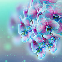 acrylic-print-colored-orchids