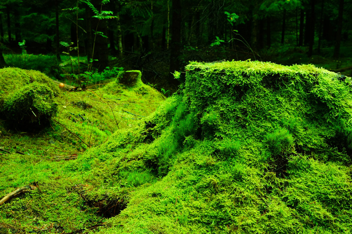 acrylic-print-moss-in-the-forest