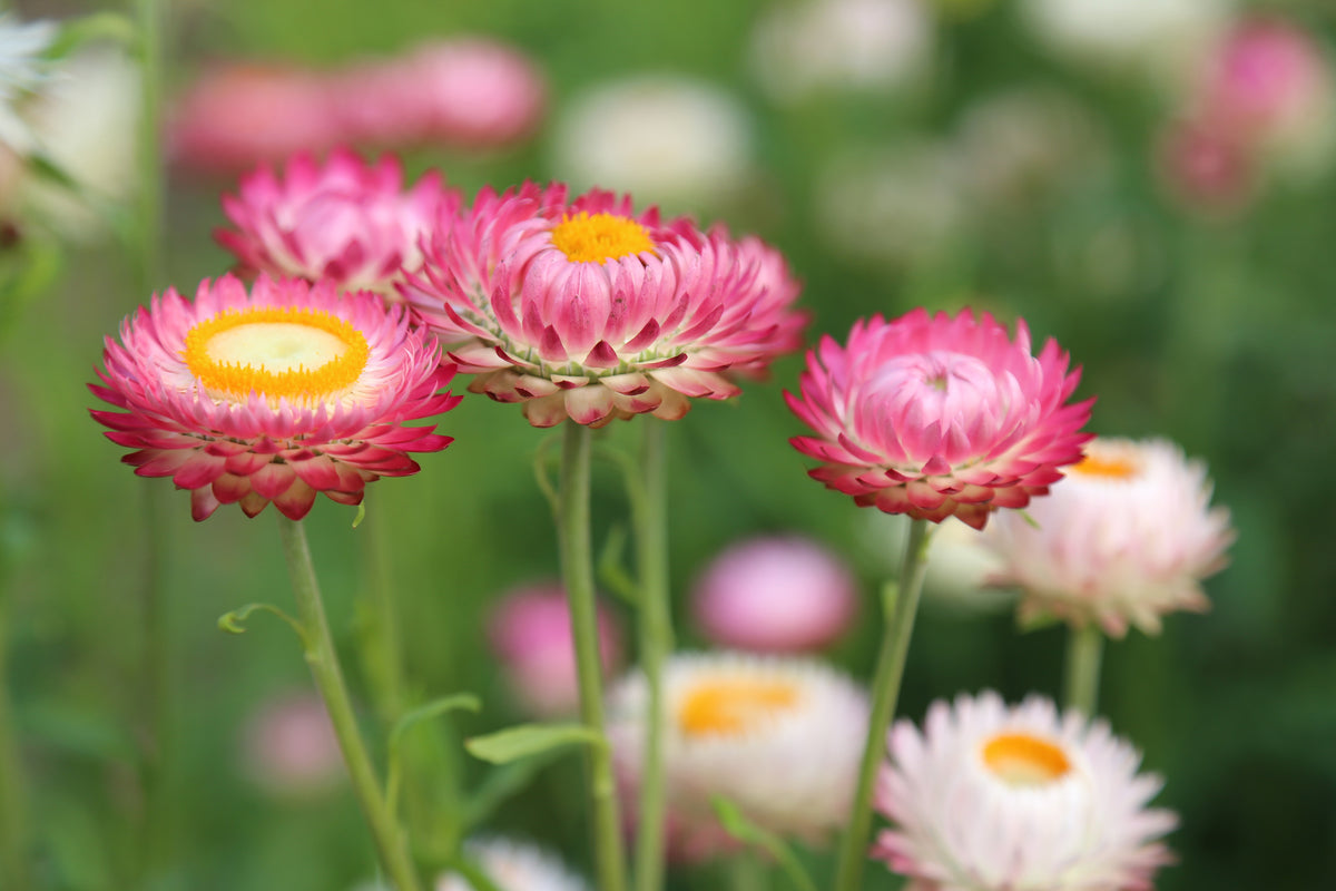 aluminium-print-flowers-of-spring