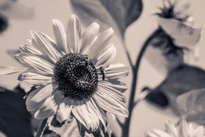 framedposter-print-bees-on-the-sunflower-sw