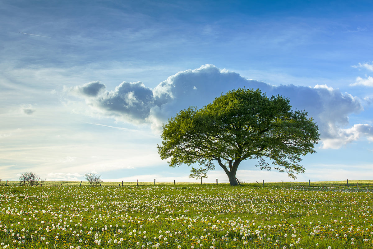 framedcanvas-print-spring-tree