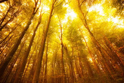 poster-print-autumn-forest