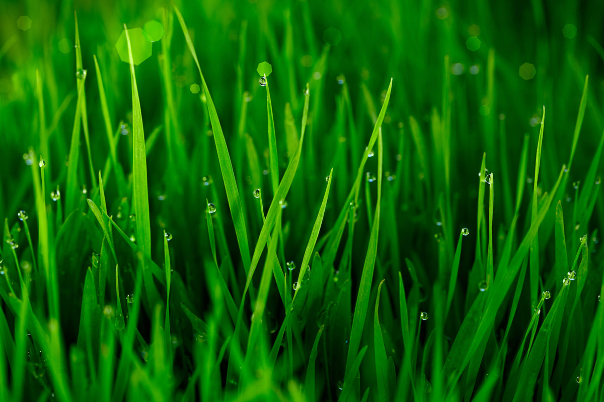 aluminium-print-grass-with-morning-dew