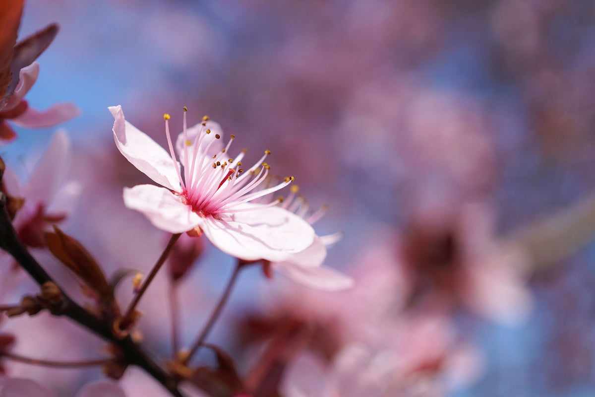 poster-print-close-up-cherry-blossom
