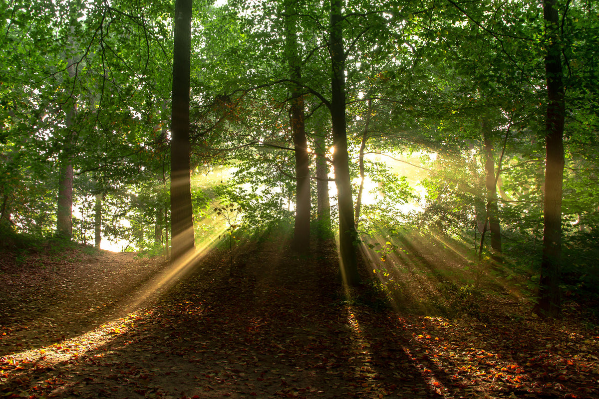 poster-print-sun-in-the-forest