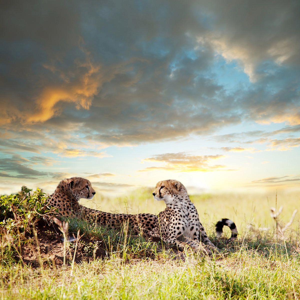 4-piece-aluminium-print-cheetahs