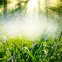 aluminium-print-magic-forest