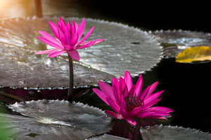 poster-print-water-lily-in-the-morning-dew