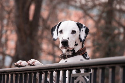 poster-print-watchful-dalmatian