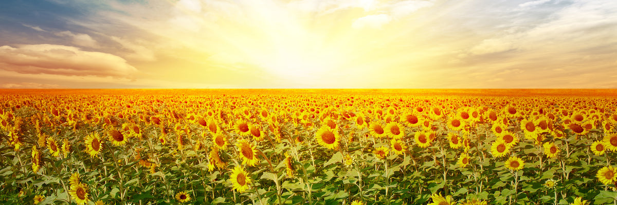 panoramic-3-piece-aluminium-print-a-field-full-of-sunflowers-panorama