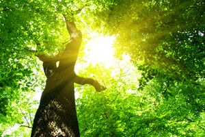 framedposter-print-tree
