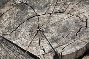 poster-print-the-tree-rings