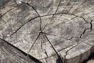 poster-print-the-tree-rings