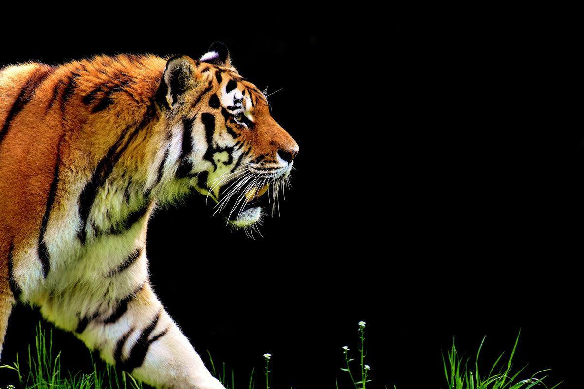 framedcanvas-print-imposing-tiger