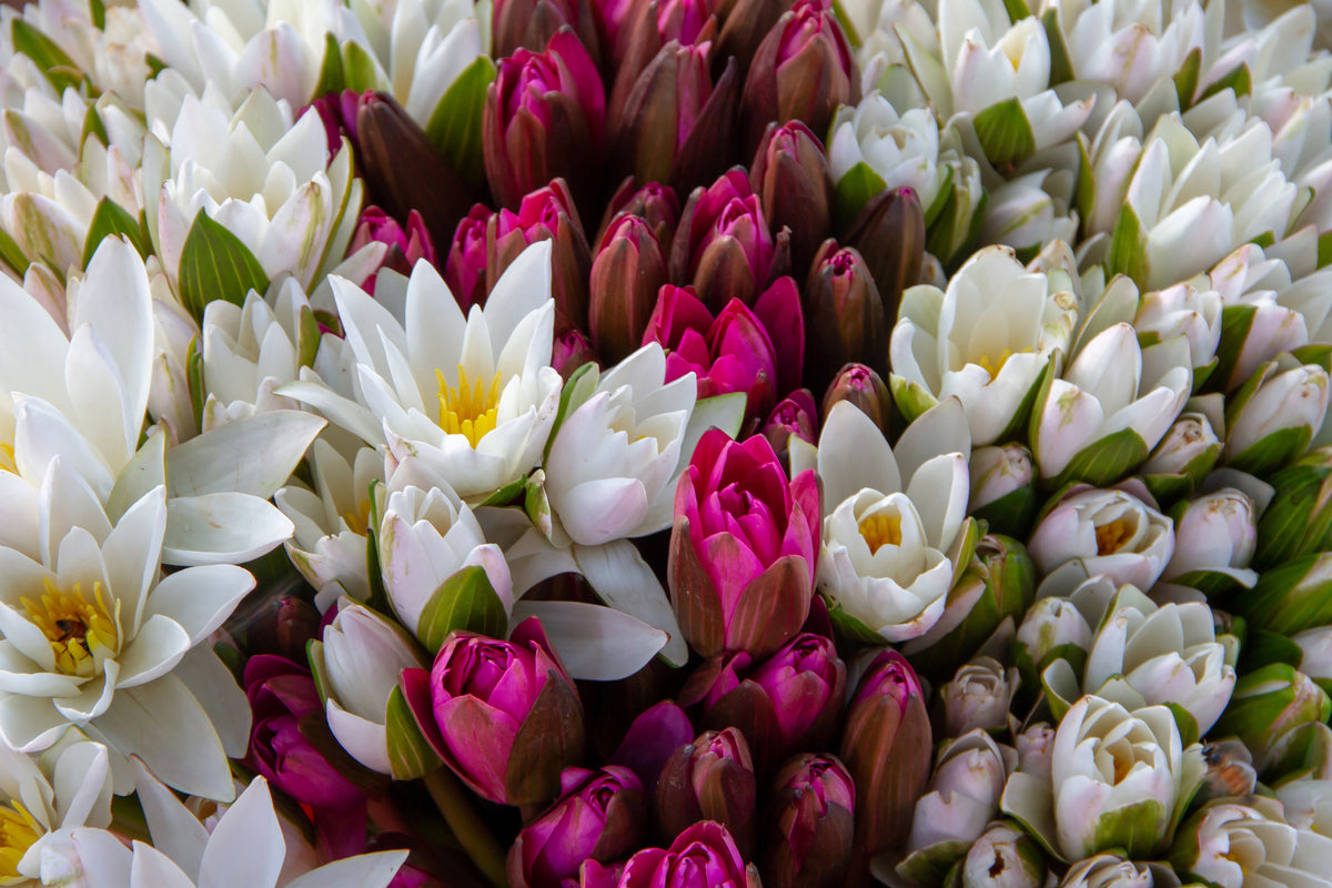 3-piece-acrylic-print-a-bouquet-of-water-lilies