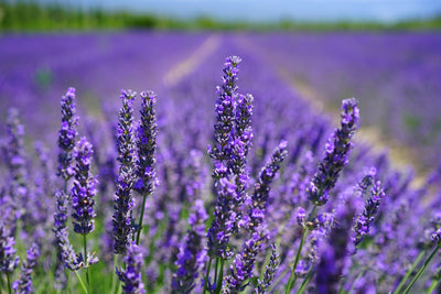 poster-print-the-lavender-flowers