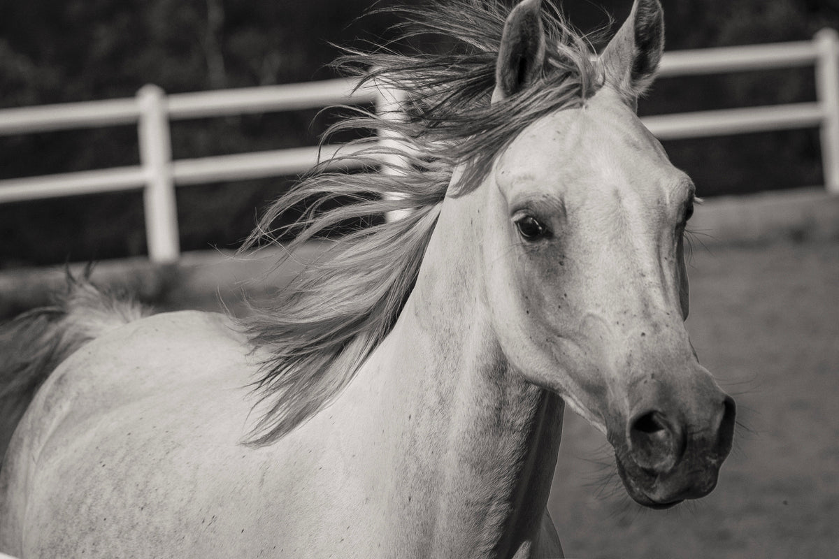 canvas-print-there-is-a-horse