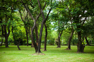 poster-print-cherry-garden
