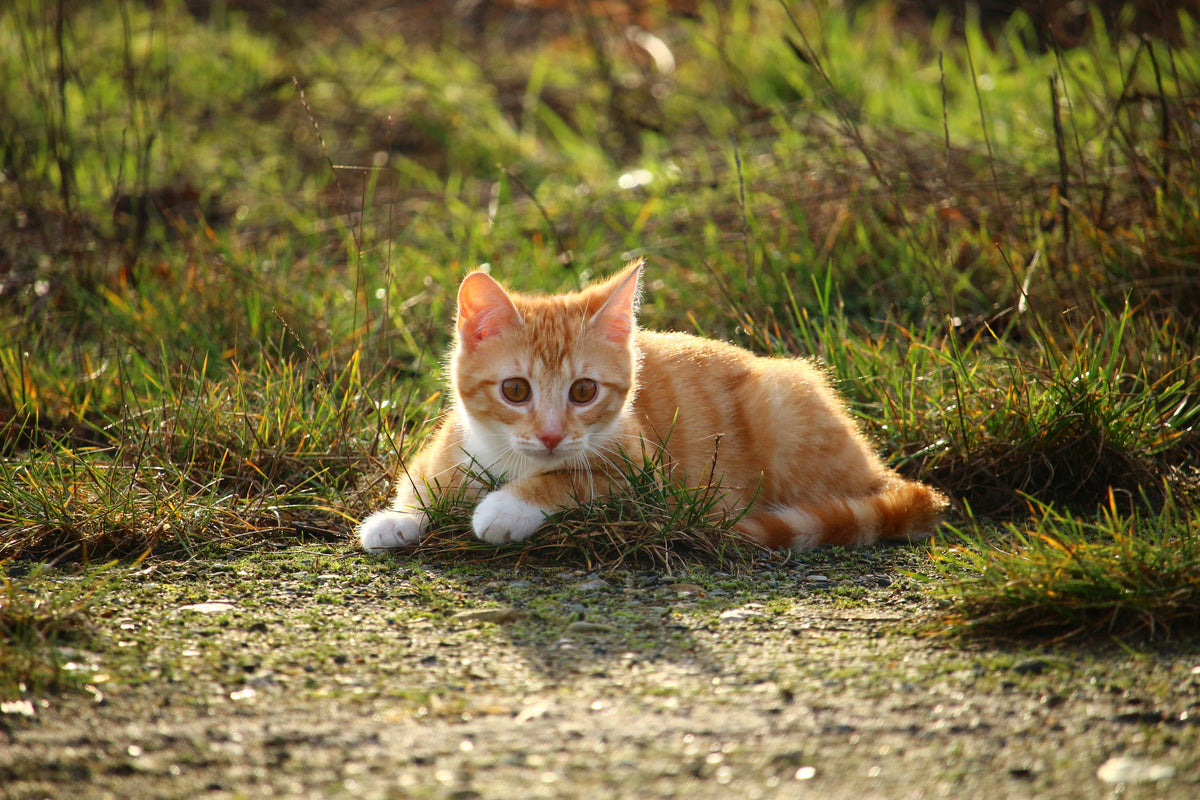3-piece-canvas-print-kitten-in-nature