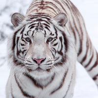 9-piece-aluminium-print-the-king-tiger