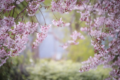 poster-print-in-the-beautiful-spring