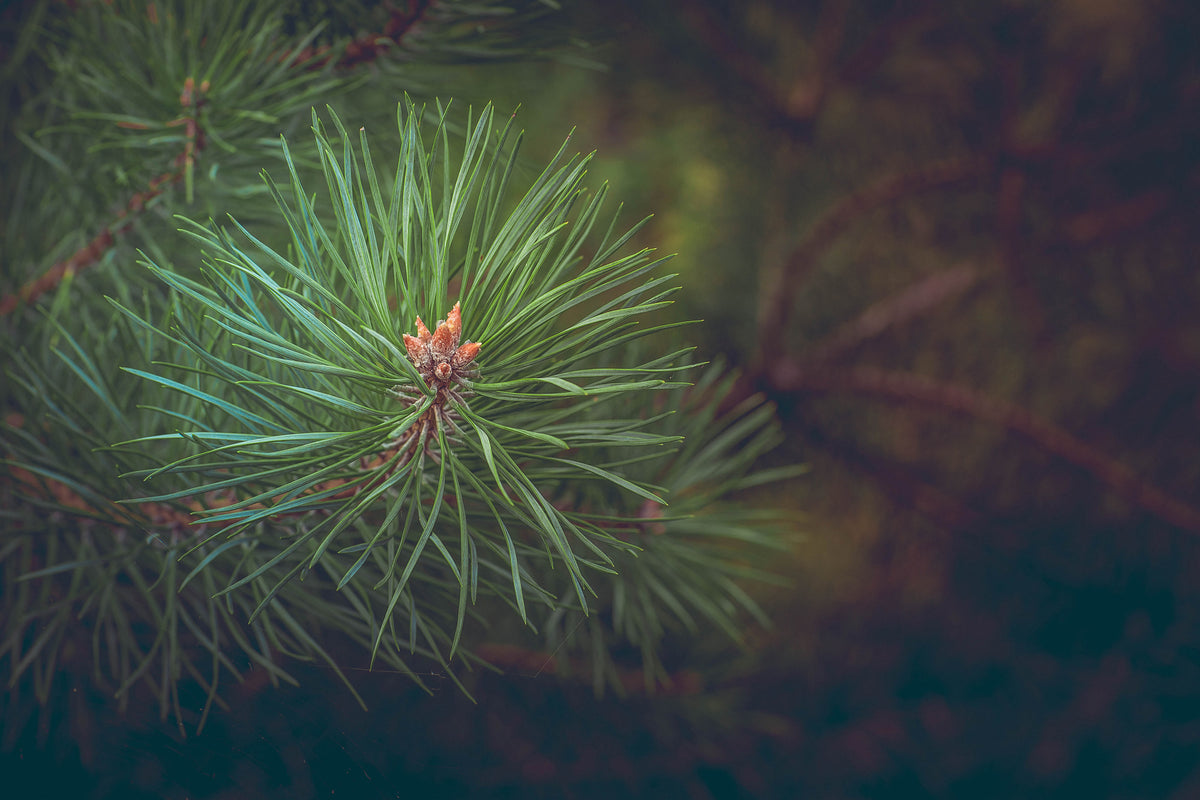 modern-3-piece-acrylic-print-pine-tree-close-up