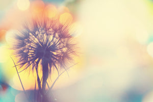 modern-3-piece-acrylic-print-the-dandelion-in-the-light
