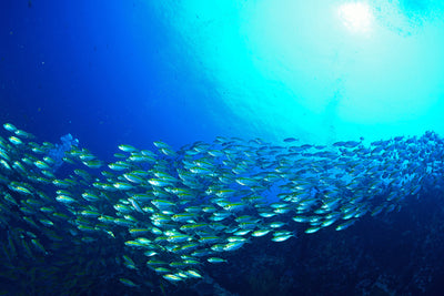 poster-print-shoal-of-fish