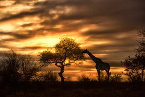 aluminium-print-african-dreams