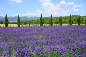 aluminium-print-magnificent-lavender-field
