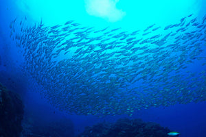 framedposter-print-fish-world