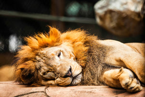 acrylic-print-relaxed-lion