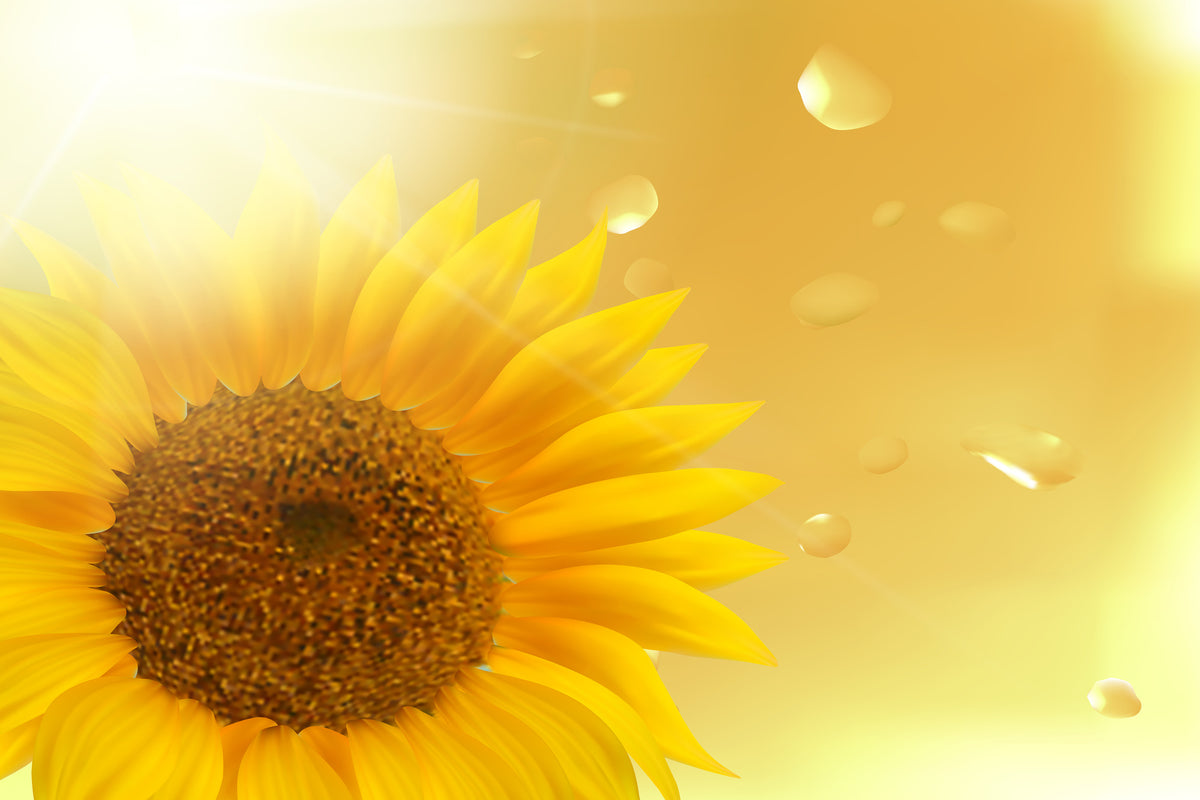 framedposter-print-sunflower-in-morning-dew