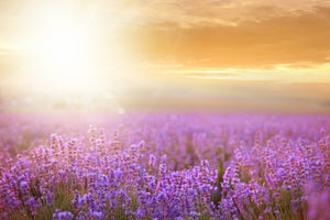 framedcanvas-print-sunset-in-lavender-field
