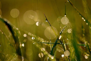 framedcanvas-print-dew-in-the-morning