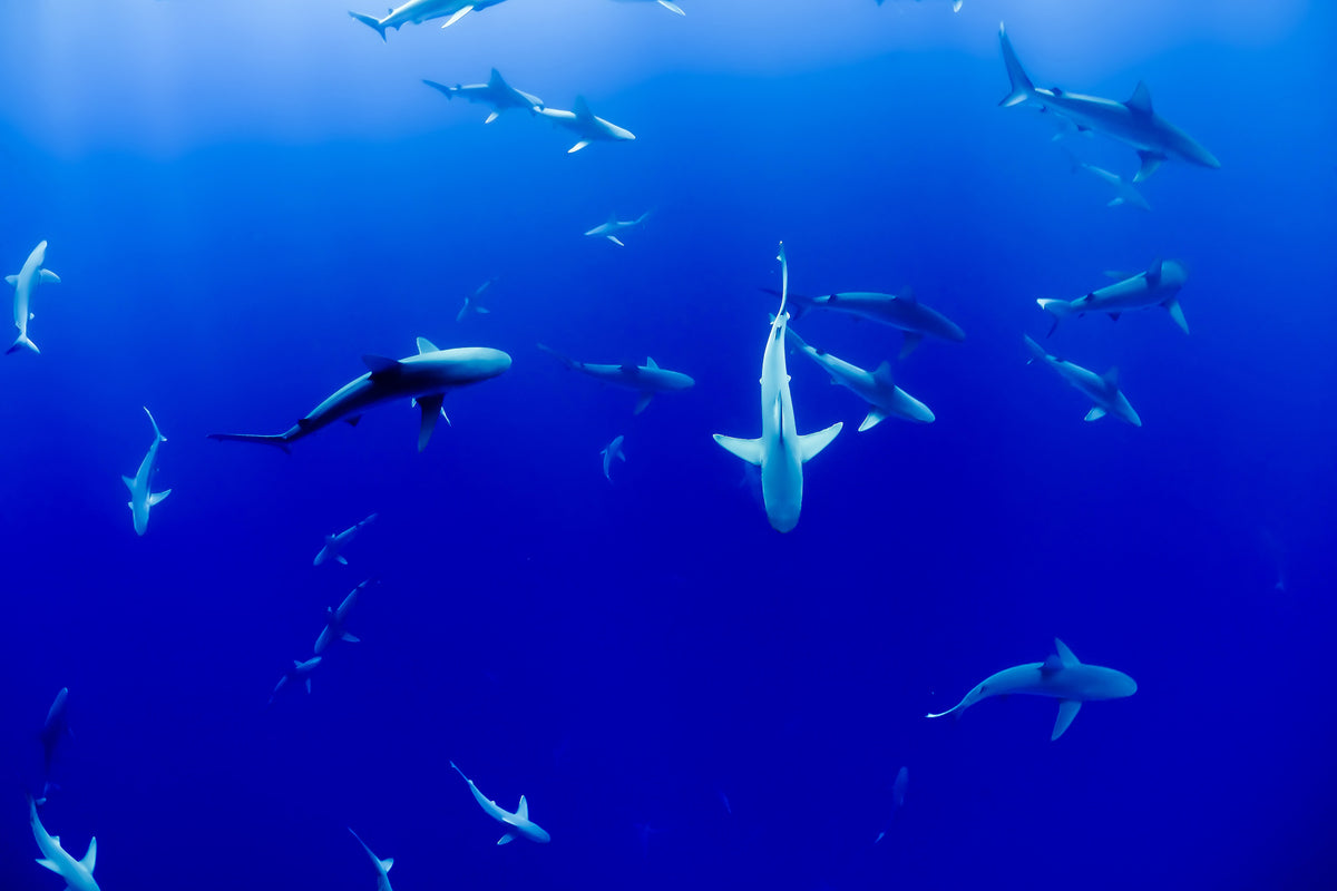 framedposter-print-in-the-shark-tank