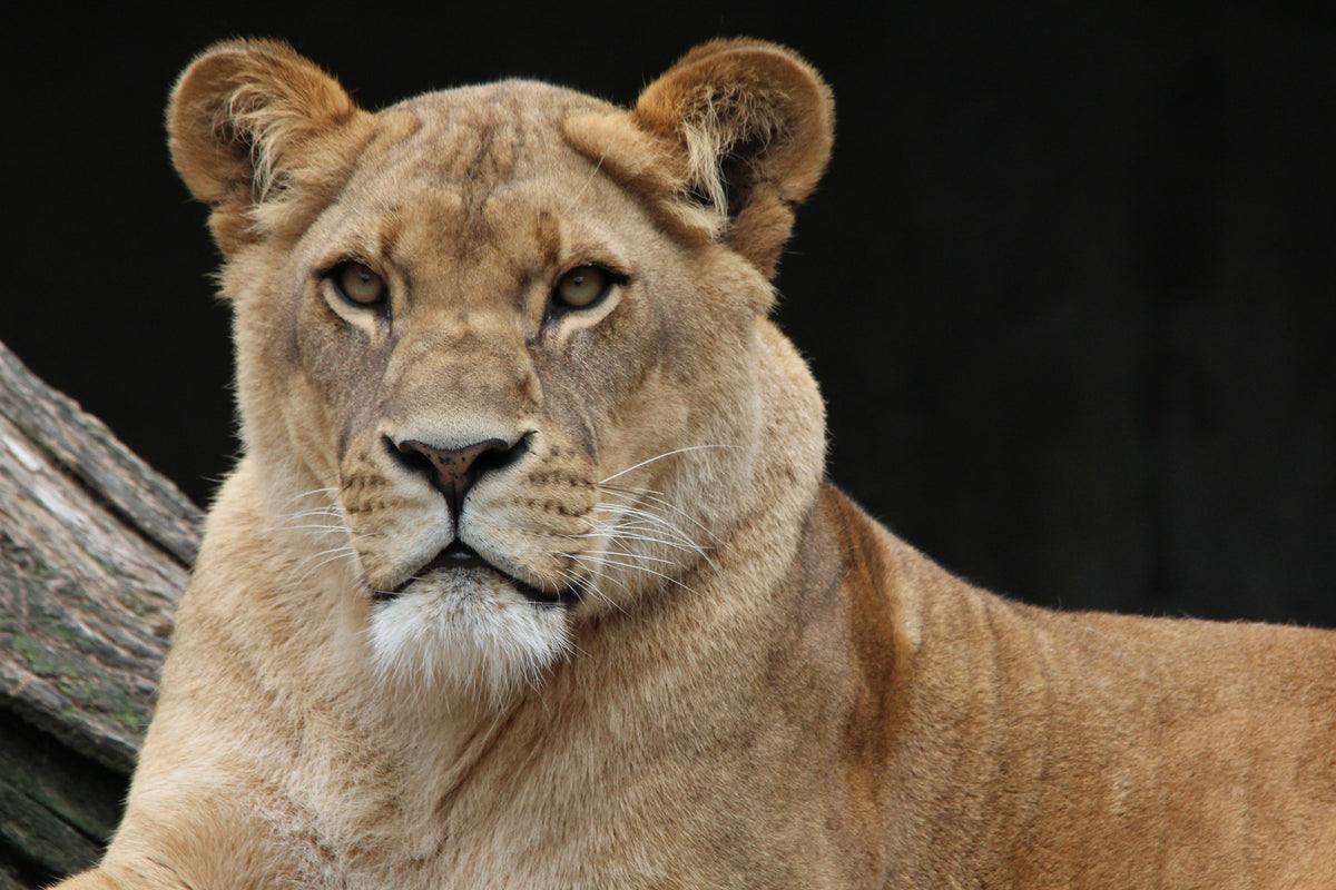 3-piece-acrylic-print-proud-lioness