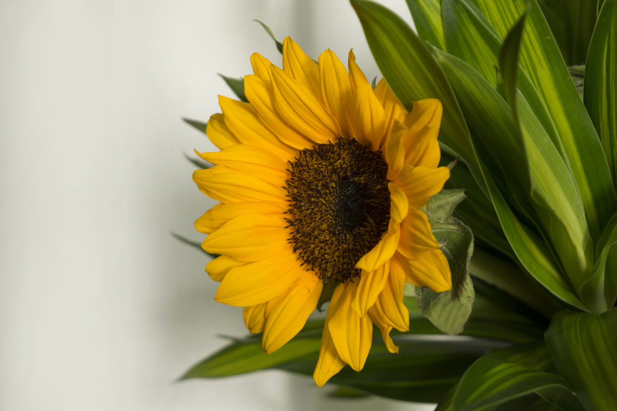3-piece-acrylic-print-beautiful-sunflower