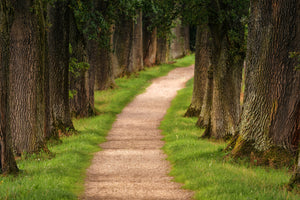 framedcanvas-print-a-path-in-the-forest