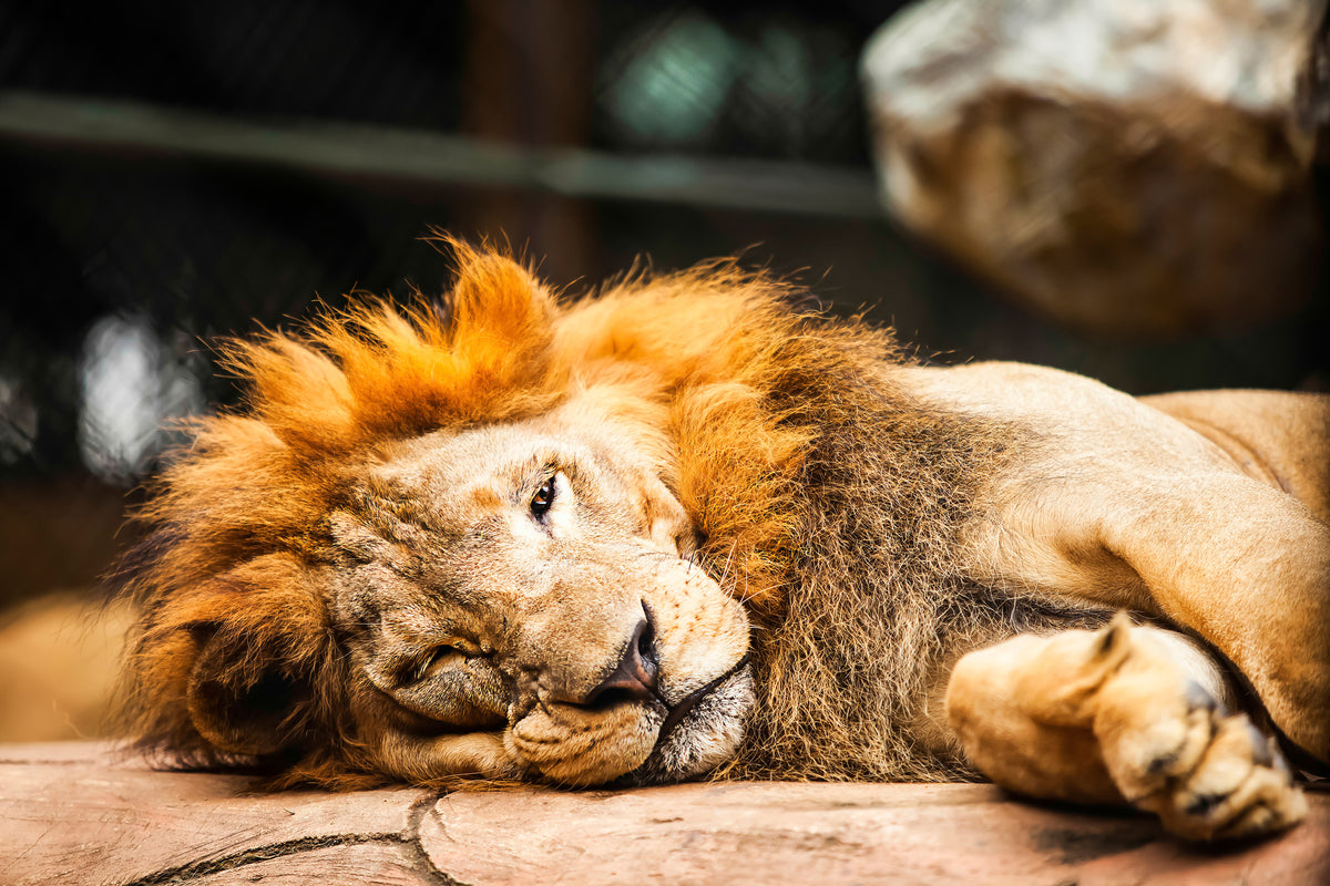 3-piece-canvas-print-relaxed-lion