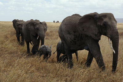 poster-print-elephant-family