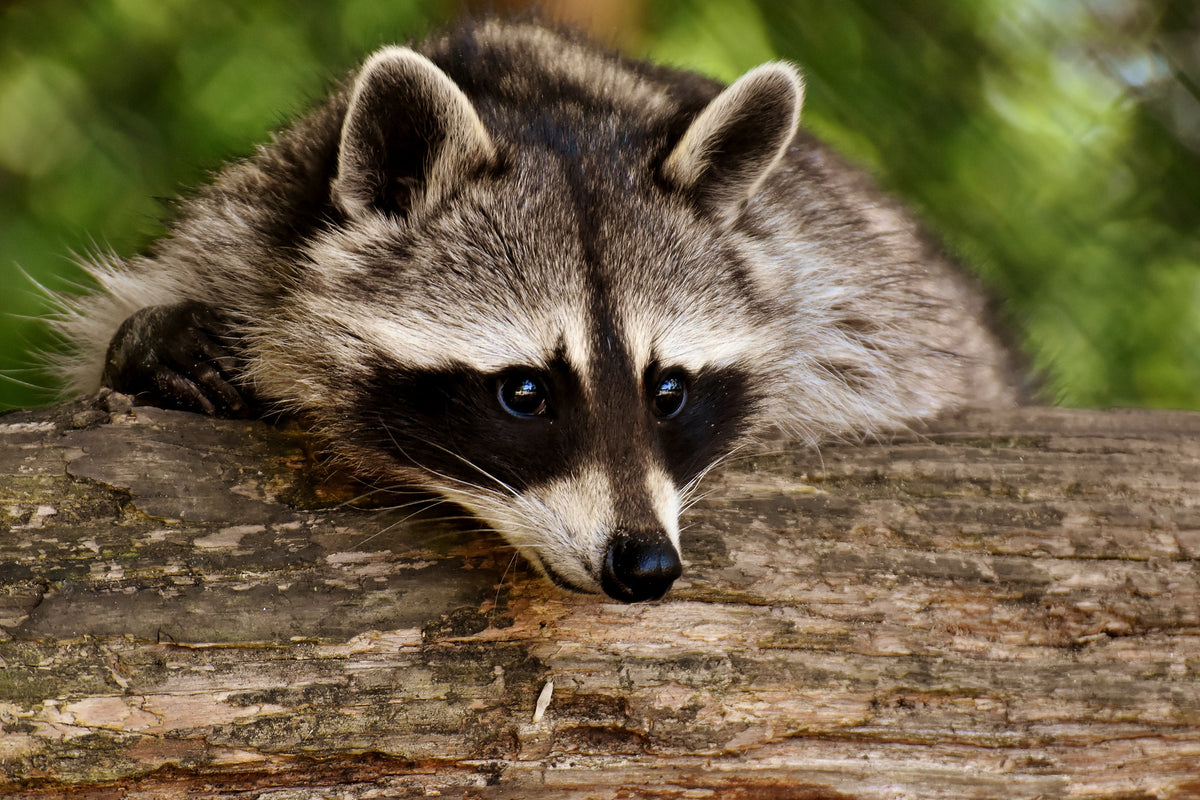 3-piece-canvas-print-the-cute-raccoon