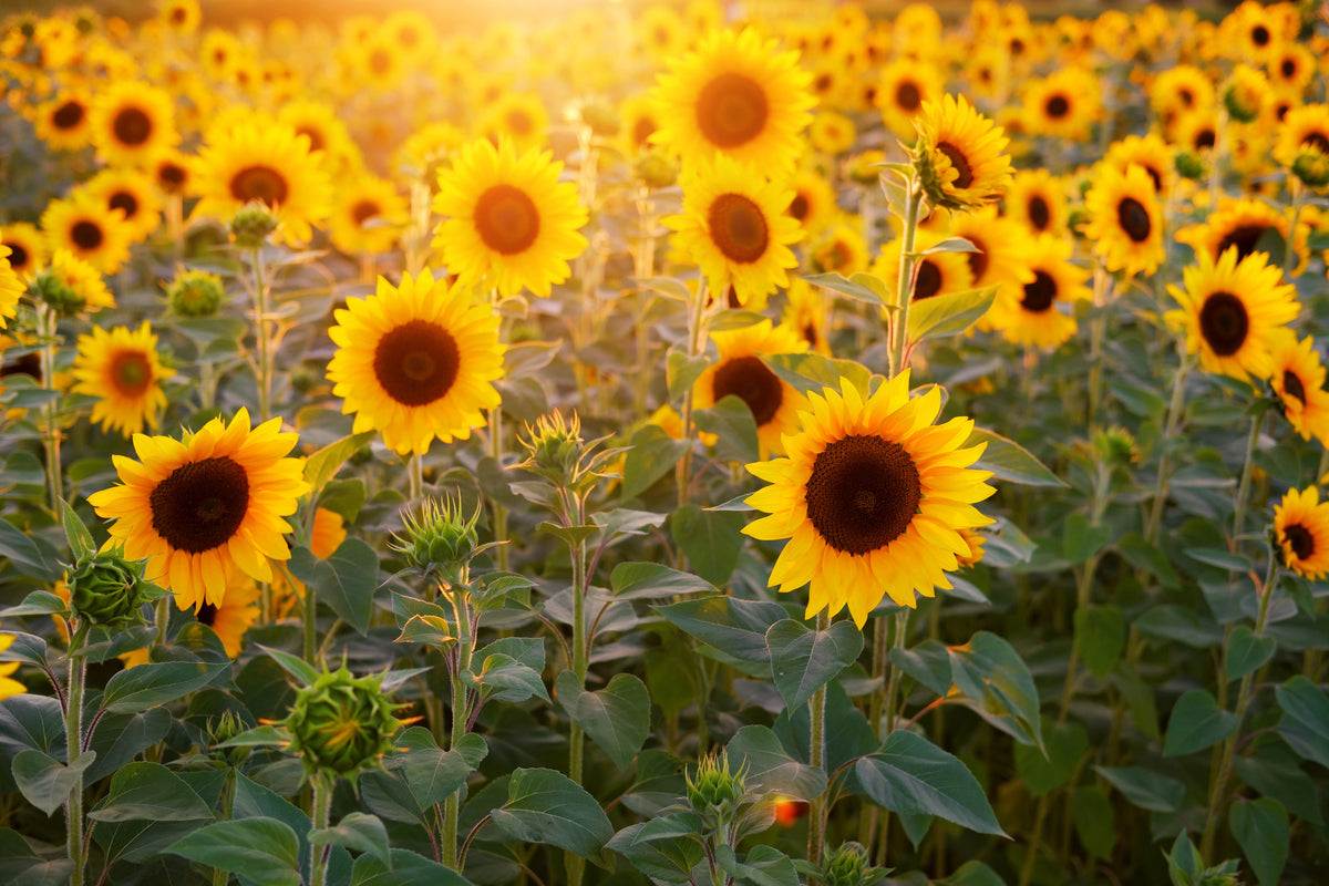 framedcanvas-print-sunflower-field