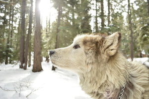 acrylic-print-the-alaskan-malamute