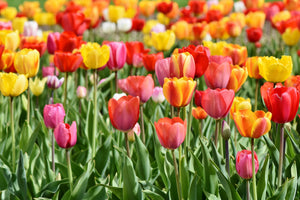modern-3-piece-aluminium-print-a-colorful-tulip-field