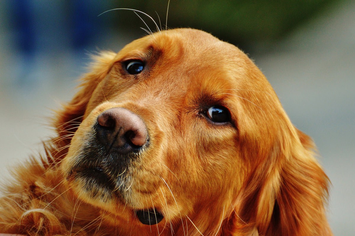 acrylic-print-faithful-irish-setter