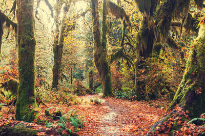 poster-print-fairies-forest