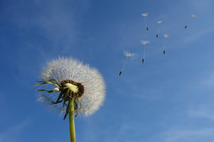 poster-print-dandelion-i-wish-for-something