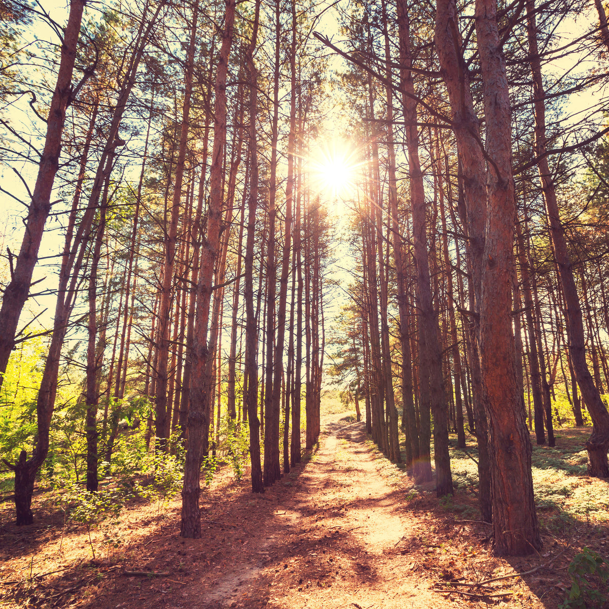 acrylic-print-light-at-the-end-of-the-forest-path